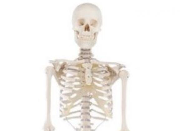 https://mail.jayakelana.co.id/uploads/product/-3001-skeleton-willi-708708ad43a7e96_cover.jpg