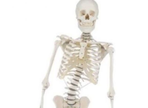 https://mail.jayakelana.co.id/uploads/product/-3014-skeleton-hugo-with-91071ead11e0060_cover.jpg