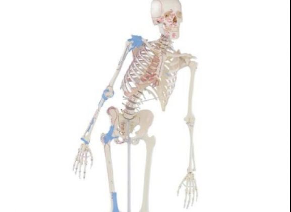 https://mail.jayakelana.co.id/uploads/product/-3016-skeleton-max-with-80029171384a225_cover.jpg