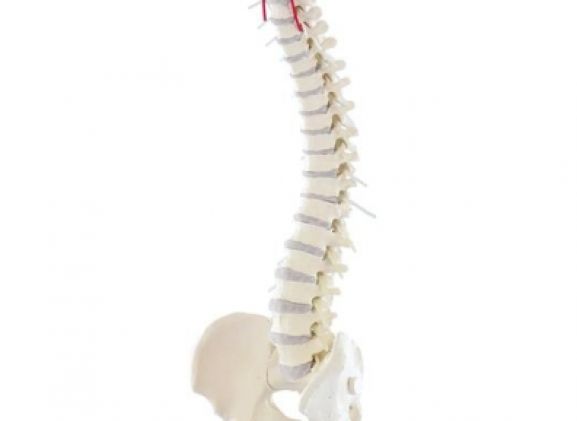 https://mail.jayakelana.co.id/uploads/product/-4006-vertebral-column-with-13064435979d758_cover.jpg