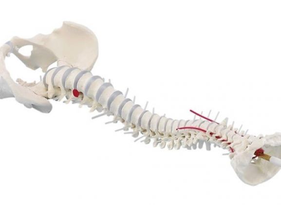 https://mail.jayakelana.co.id/uploads/product/-4024-standard-spine-with-34360e046ca0196_cover.jpg