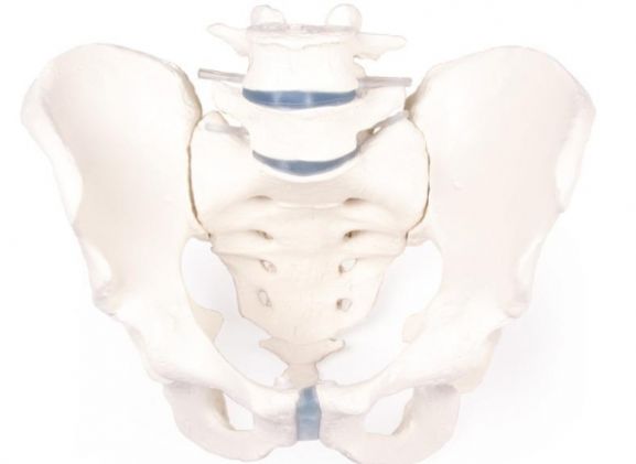 https://mail.jayakelana.co.id/uploads/product/-4056-male-pelvis-with-458841694471302_cover.jpg