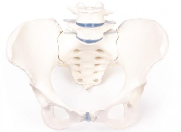 https://mail.jayakelana.co.id/uploads/product/-4058-female-pelvis-with-12392abf9e9c169_cover.jpg