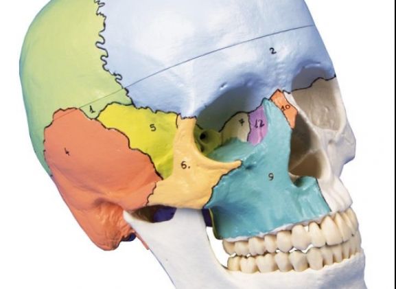 https://mail.jayakelana.co.id/uploads/product/-4508-skull-model-3-part--271427e85ebee69_cover.jpg