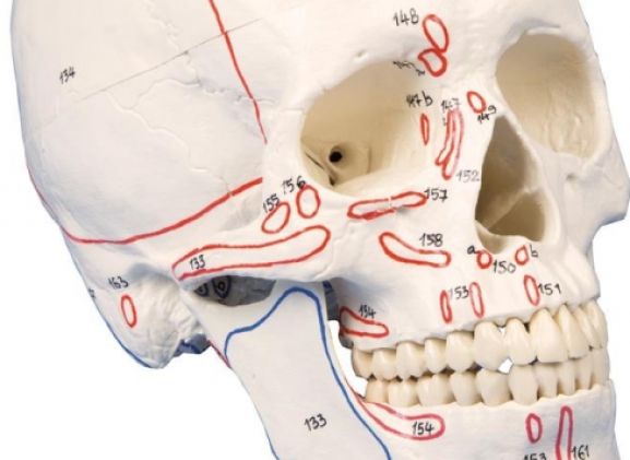 https://mail.jayakelana.co.id/uploads/product/-4509-skull-model-3-part--78162e33660c210_cover.jpg