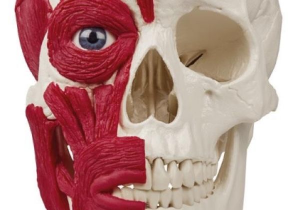 https://mail.jayakelana.co.id/uploads/product/-4514-skull-with-musculature-91582916e8ec450_cover.jpg
