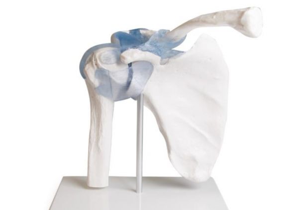 https://mail.jayakelana.co.id/uploads/product/-4550-shoulder-joint-with-301636d6db8d68b_cover.jpg