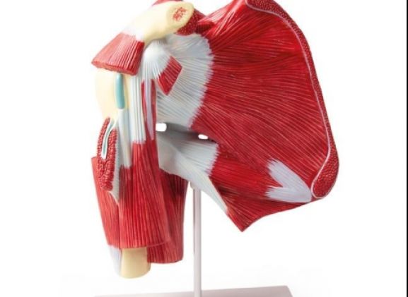https://mail.jayakelana.co.id/uploads/product/-4569-model-of-shoulder-49013394441c118_cover.jpg