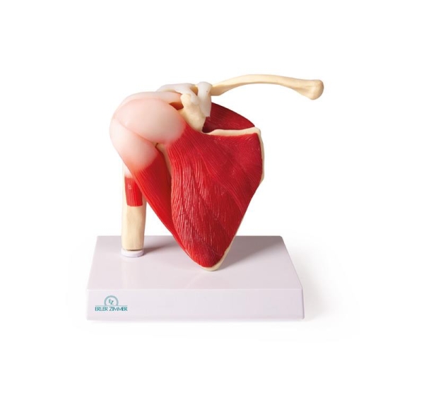 (4661) Shoulder Joint, life size, with Muscles - EZ Augmented Anatomy