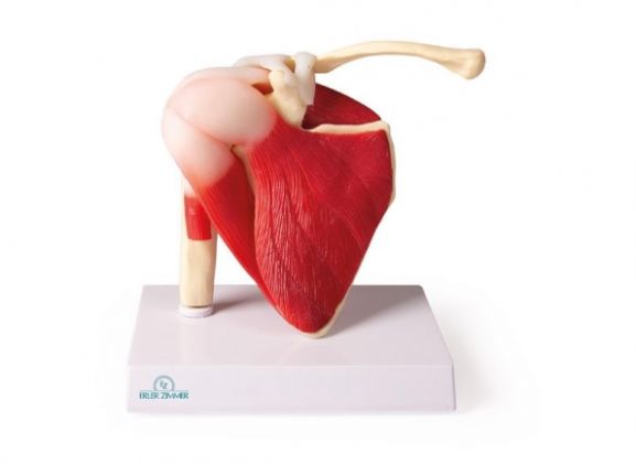 https://mail.jayakelana.co.id/uploads/product/-4661-shoulder-joint-life-655614e9692b3e2_cover.jpg