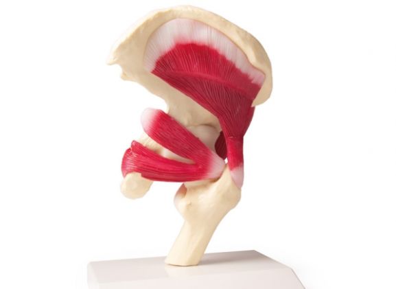https://mail.jayakelana.co.id/uploads/product/-4663-hip-joint-life-20362fae9a7c01a_cover.jpg