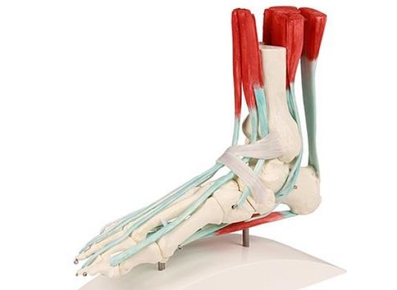 https://mail.jayakelana.co.id/uploads/product/-6052-foot-skeleton-with-57574329dee2e20_cover.jpg