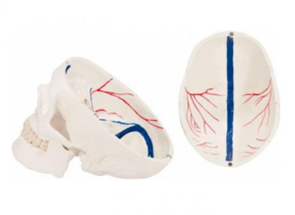 https://mail.jayakelana.co.id/uploads/product/-a-104272-axis-scientific-life-size-27887d520f37834_cover.png