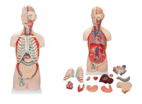 https://mail.jayakelana.co.id/uploads/product/-a-104283-axis-scientific-18-84222df3595fd7e_cover.png