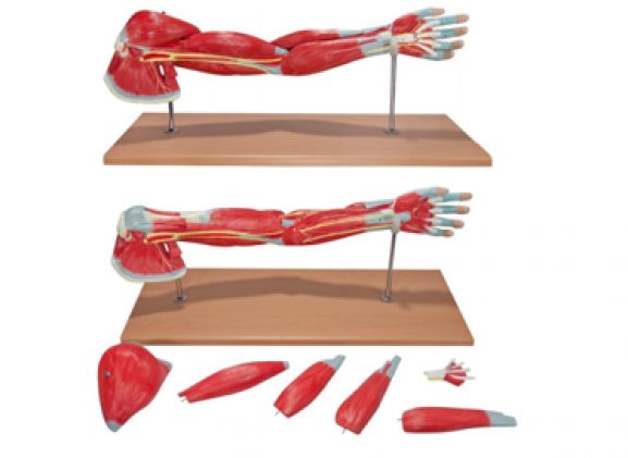 https://mail.jayakelana.co.id/uploads/product/-a-104284-axis-scientific-premium-8689277f09eac96_cover.png