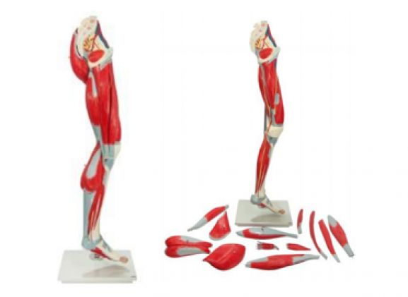 https://mail.jayakelana.co.id/uploads/product/-a-104285-axis-scientific-premium-6713361fdba6c27_cover.png