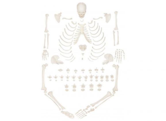 https://mail.jayakelana.co.id/uploads/product/-a-104406-axis-scientific-lengkap-94837050f0ab4c5_cover.png