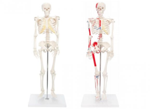 https://mail.jayakelana.co.id/uploads/product/-a-105168-a-105170-axisscientificminiaturehumanskeleton-painted-skeleton-93229857e20c8ae_cover.png