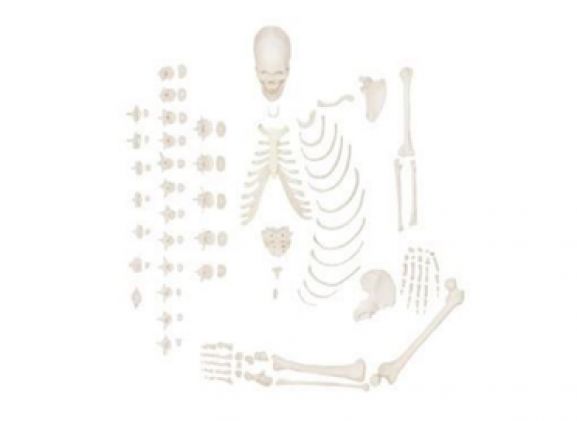 https://mail.jayakelana.co.id/uploads/product/-a-105171-axis-scientific-half-9062860abf71404_cover.png