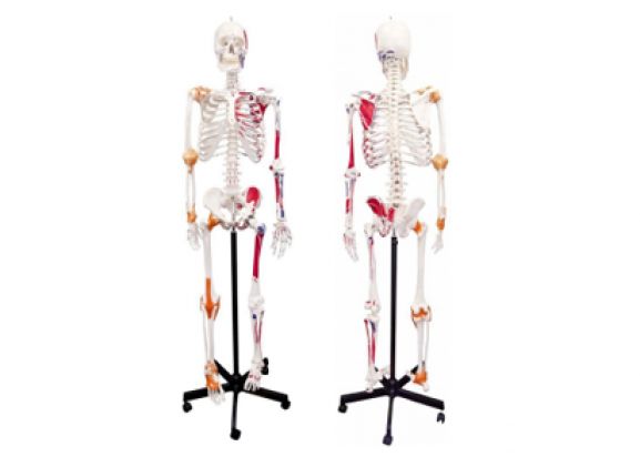 https://mail.jayakelana.co.id/uploads/product/-a-105172-axis-scientifichuman-skeletonwith-17593ce415f5751_cover.png
