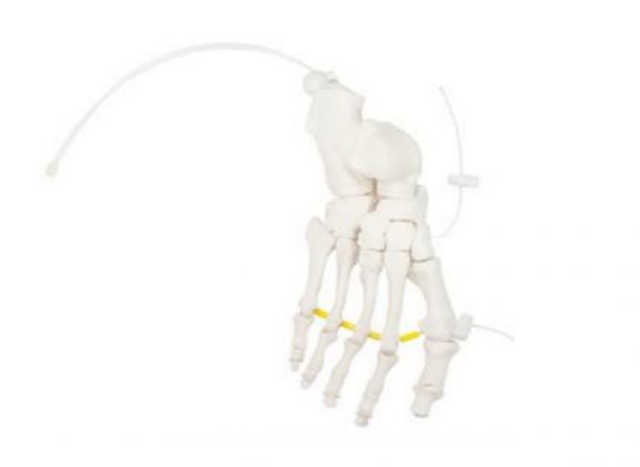 https://mail.jayakelana.co.id/uploads/product/-a-105174-axis-scientific-foot-704984c4b2b2cfc_cover.png