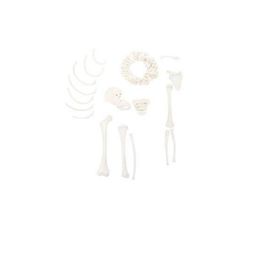 (A-105176) AXIS SCIENTIFIC DISARTICULATED HALF CHILD SKELETON 
