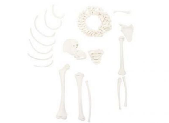 https://mail.jayakelana.co.id/uploads/product/-a-105176-axis-scientific-disarticulatedhalf-57209179176ba02_cover.png