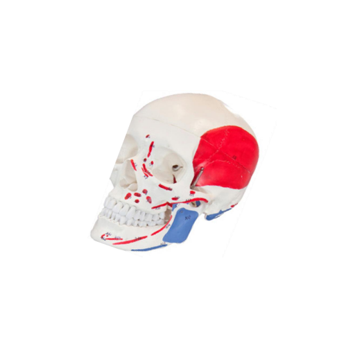 (A-105177) AXIS SCIENTIFIC PAINTED AND NUMBERED 3-PART LIFE-SIZE HUMAN SKULL 