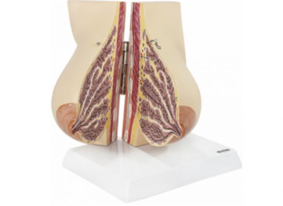 https://mail.jayakelana.co.id/uploads/product/-a-105193-axis-scientific-payudara-428075625a791a3_cover.png