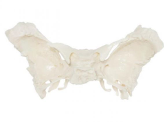 https://mail.jayakelana.co.id/uploads/product/-a-105195-tulang-spehnoid-ilmiah-868055a2ded3a5e_cover.png