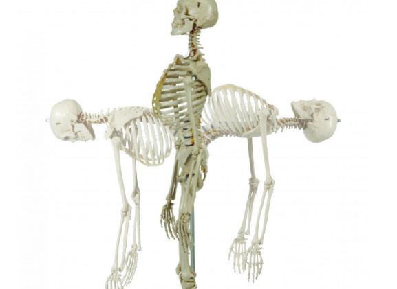 https://mail.jayakelana.co.id/uploads/product/-a200-2-anatomical-model-flexible-54200f4f3635872_cover.png