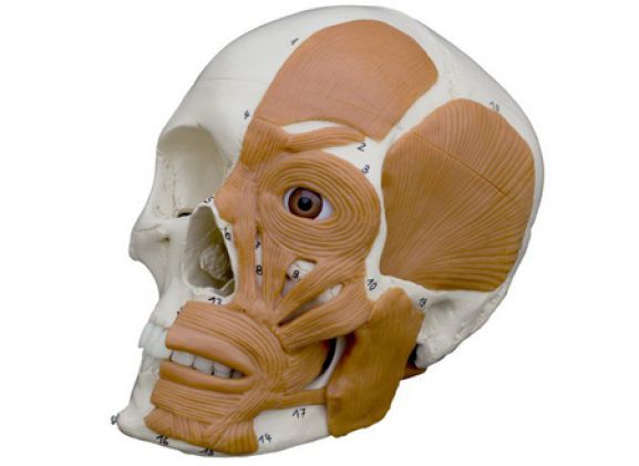 https://mail.jayakelana.co.id/uploads/product/-a263-model-anatomi--497367314fb9ab9_cover.png