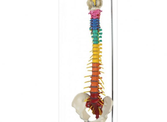 https://mail.jayakelana.co.id/uploads/product/-a273-dorn-s-spine-93490f38830e921_cover.png