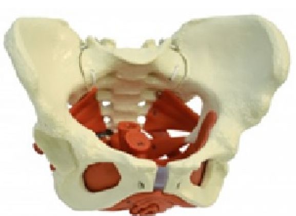 https://mail.jayakelana.co.id/uploads/product/-a276-model-anatomi--543612aea14fcb7_cover.jpg