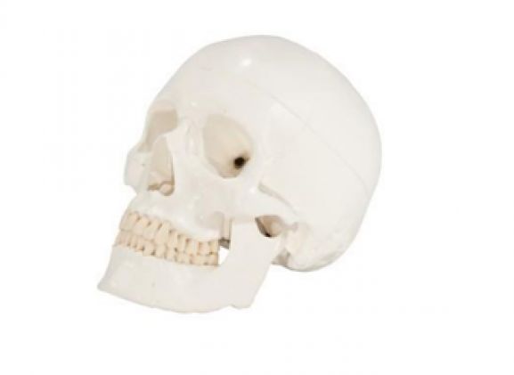 https://mail.jayakelana.co.id/uploads/product/-axis-scientific-3-bagian-90081ceade1aabc_cover.png