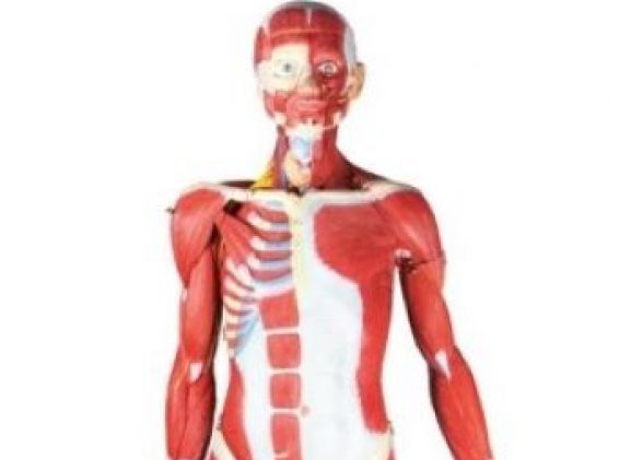 https://mail.jayakelana.co.id/uploads/product/-b190-muscular-figure-2-3-5569450d3c7f789_cover.jpg