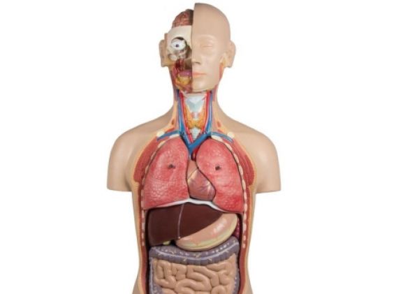 https://mail.jayakelana.co.id/uploads/product/-b235-torso-with-open-58227e09db3611a_cover.jpg