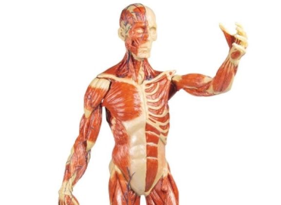 https://mail.jayakelana.co.id/uploads/product/-b90-muscular-figure-1-3-213461630a9f585_cover.jpg