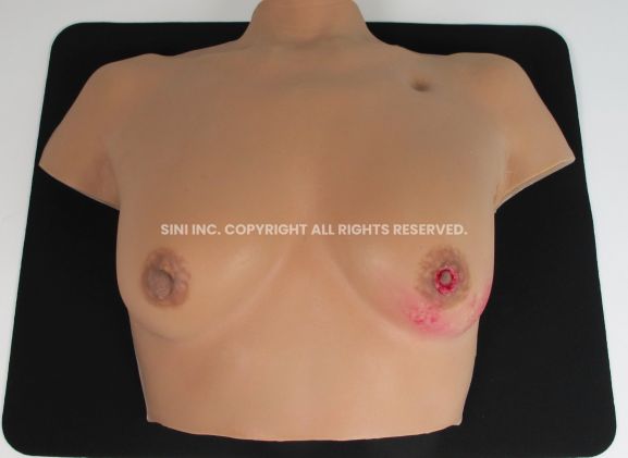 https://mail.jayakelana.co.id/uploads/product/-c-bat-01-breast-anatomy-model-50077eb6d239cb5_cover.jpg