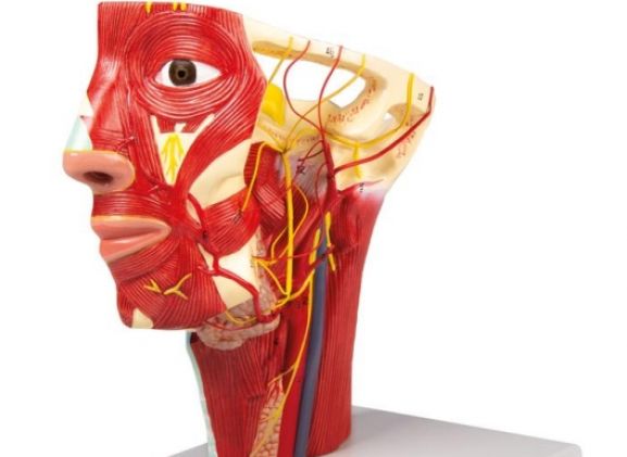 https://mail.jayakelana.co.id/uploads/product/-c130-arteries-of-head-62618e5c94476e0_cover.jpg