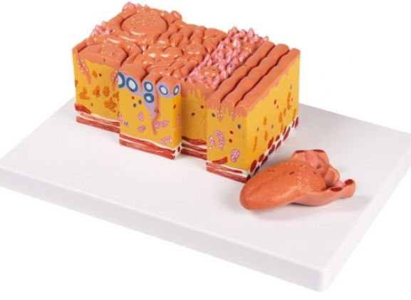 https://mail.jayakelana.co.id/uploads/product/-c166-tongue-and-tongue-716073875273228_cover.jpg