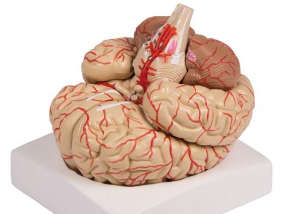 https://mail.jayakelana.co.id/uploads/product/-c220-brain-model-9-part-79379950ba31139_cover.jpg