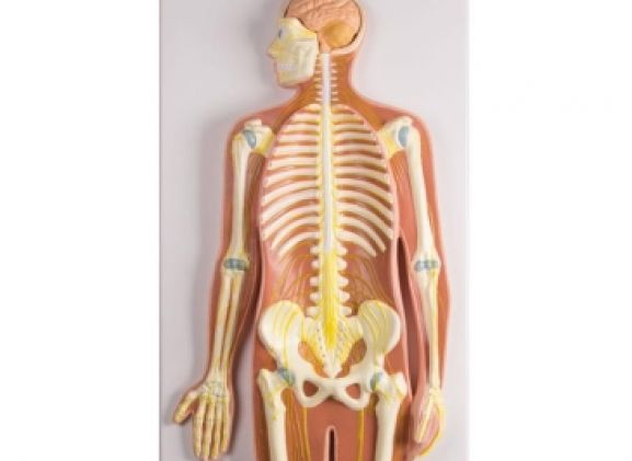 https://mail.jayakelana.co.id/uploads/product/-c240-nervous-system-1-2-2473372fae2fbf7_cover.jpg