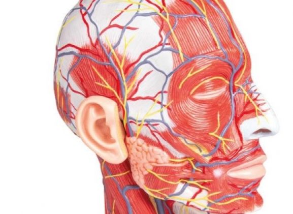https://mail.jayakelana.co.id/uploads/product/-c314-half-head-life-7437086ffa7f423_cover.jpg