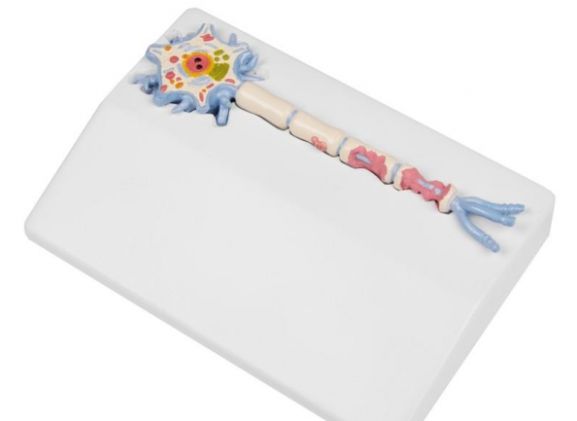 https://mail.jayakelana.co.id/uploads/product/-c45-neuron-model-with-527743a583fd5f5_cover.jpg