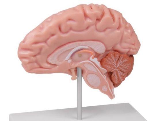 https://mail.jayakelana.co.id/uploads/product/-c915-anatomical-brain-half--78130aa2e316da1_cover.jpg