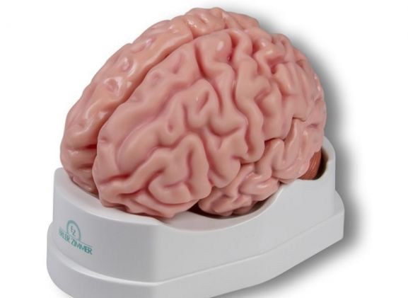 https://mail.jayakelana.co.id/uploads/product/-c918-anatomical-brain-model--209799d9b8e78c0_cover.jpg