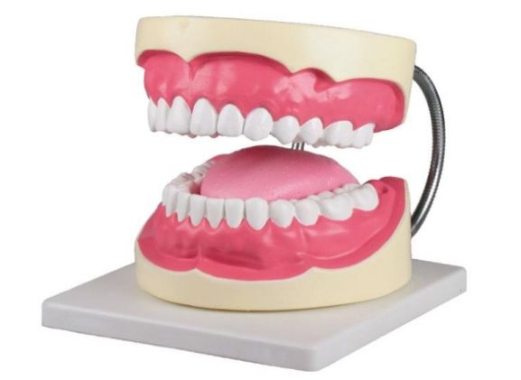 https://mail.jayakelana.co.id/uploads/product/-d216-oral-hygiene-model-92598cdedd7ab29_cover.jpg