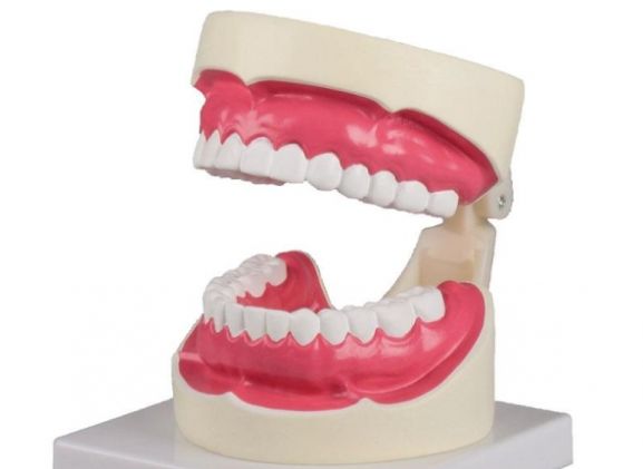 https://mail.jayakelana.co.id/uploads/product/-d217-oral-hygiene-model-194570d2dd1fc6f_cover.jpg