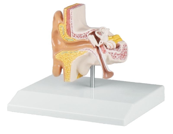 (E220) Ear Model, 1.5 times life size - EZ Augmented Anatomy